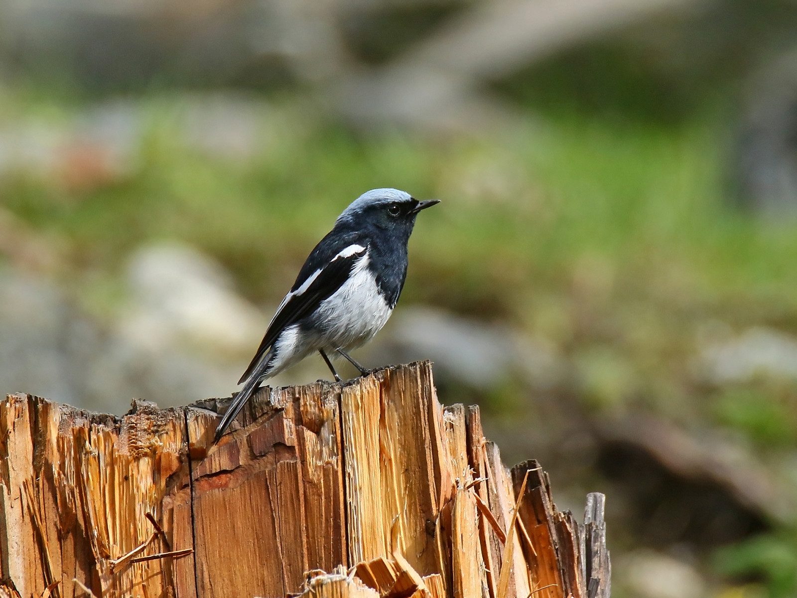 image Blue-capped Redstart
